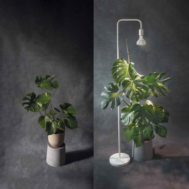 Best Grow Light for Monstera in 2025