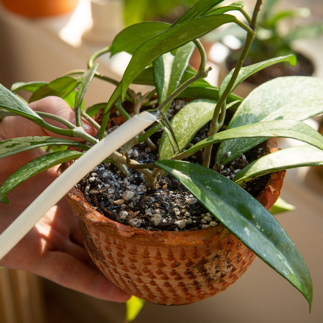 Watering a plant