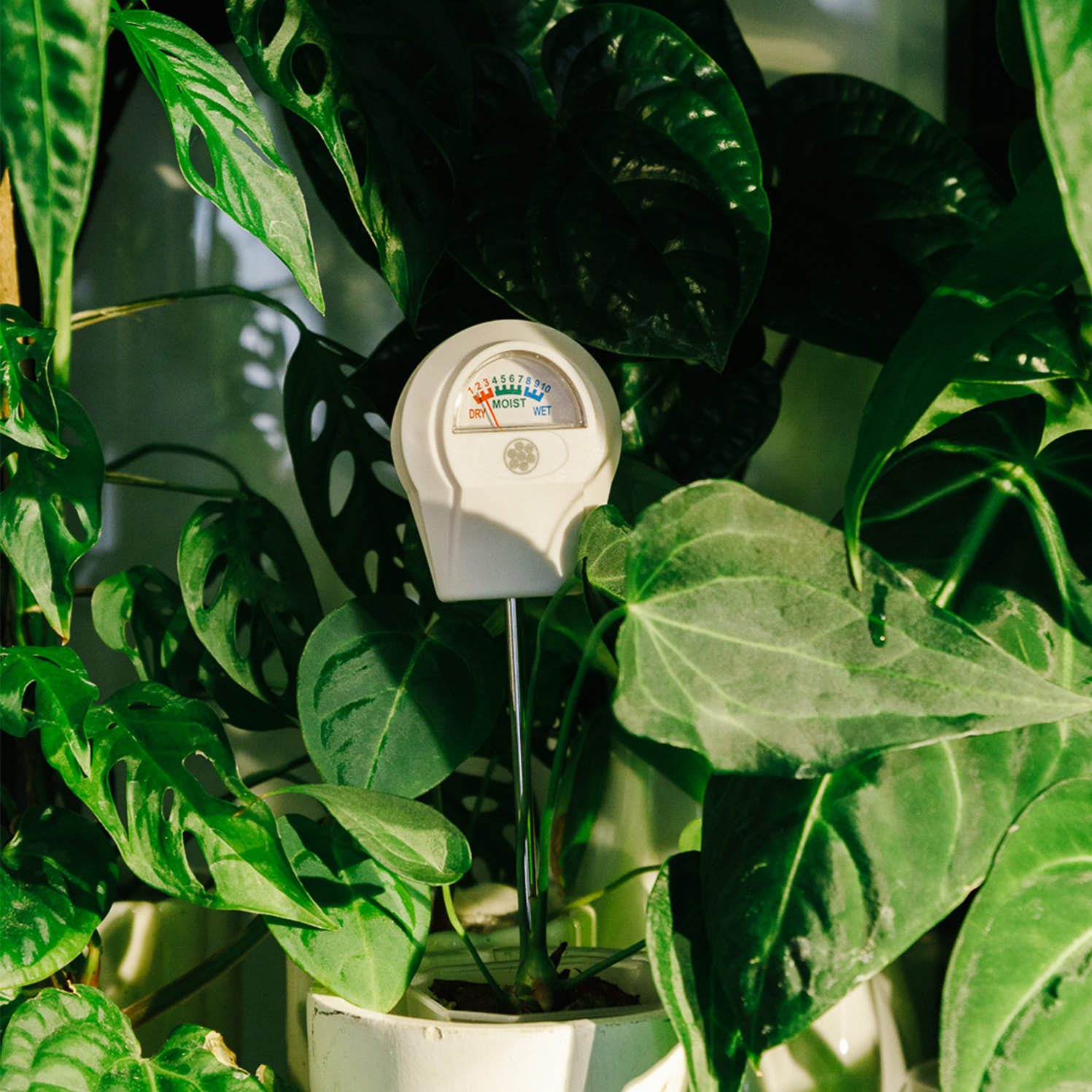 Soil Moisture Meter surrounded by plants