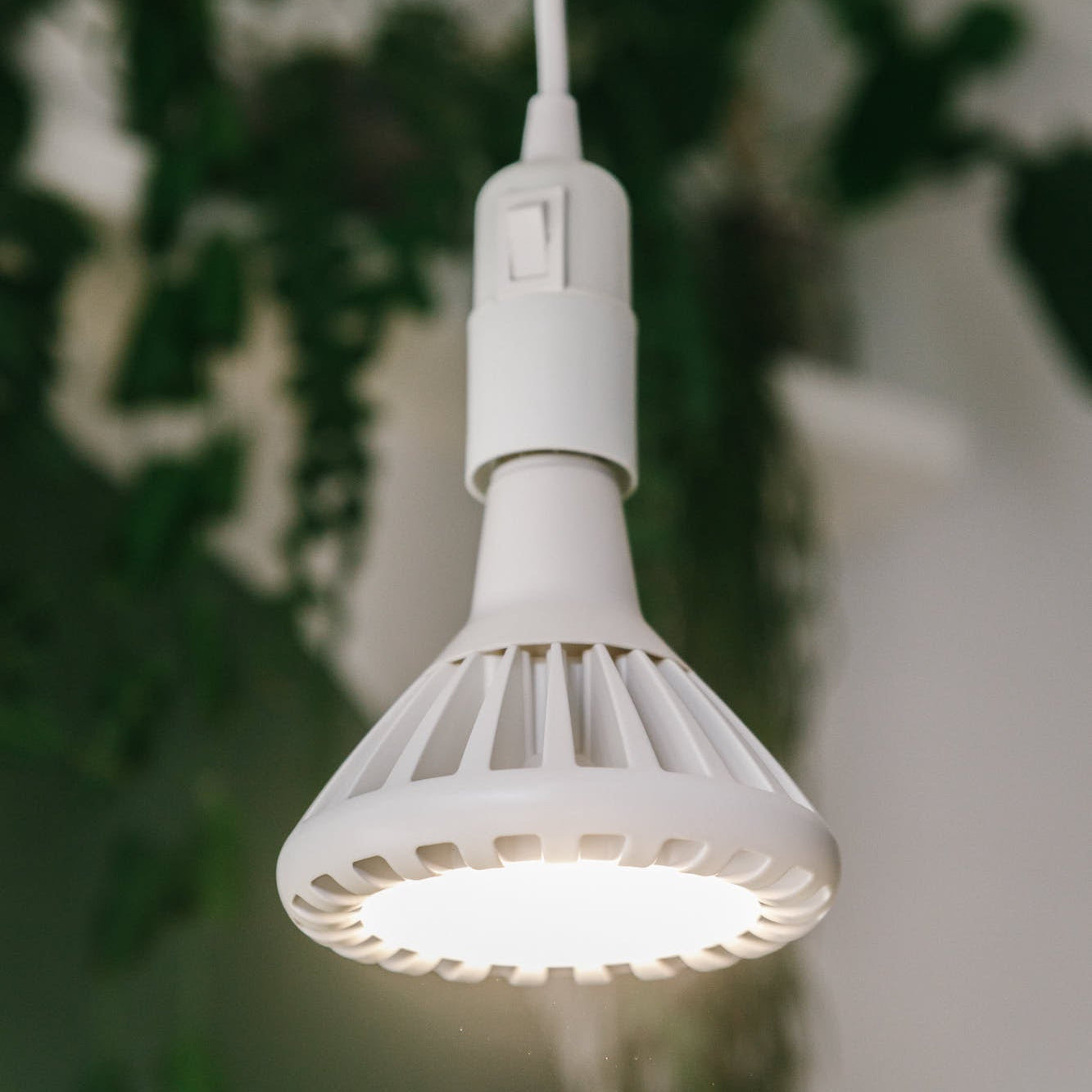 Pianta 30 bulbs suspended from the ceiling