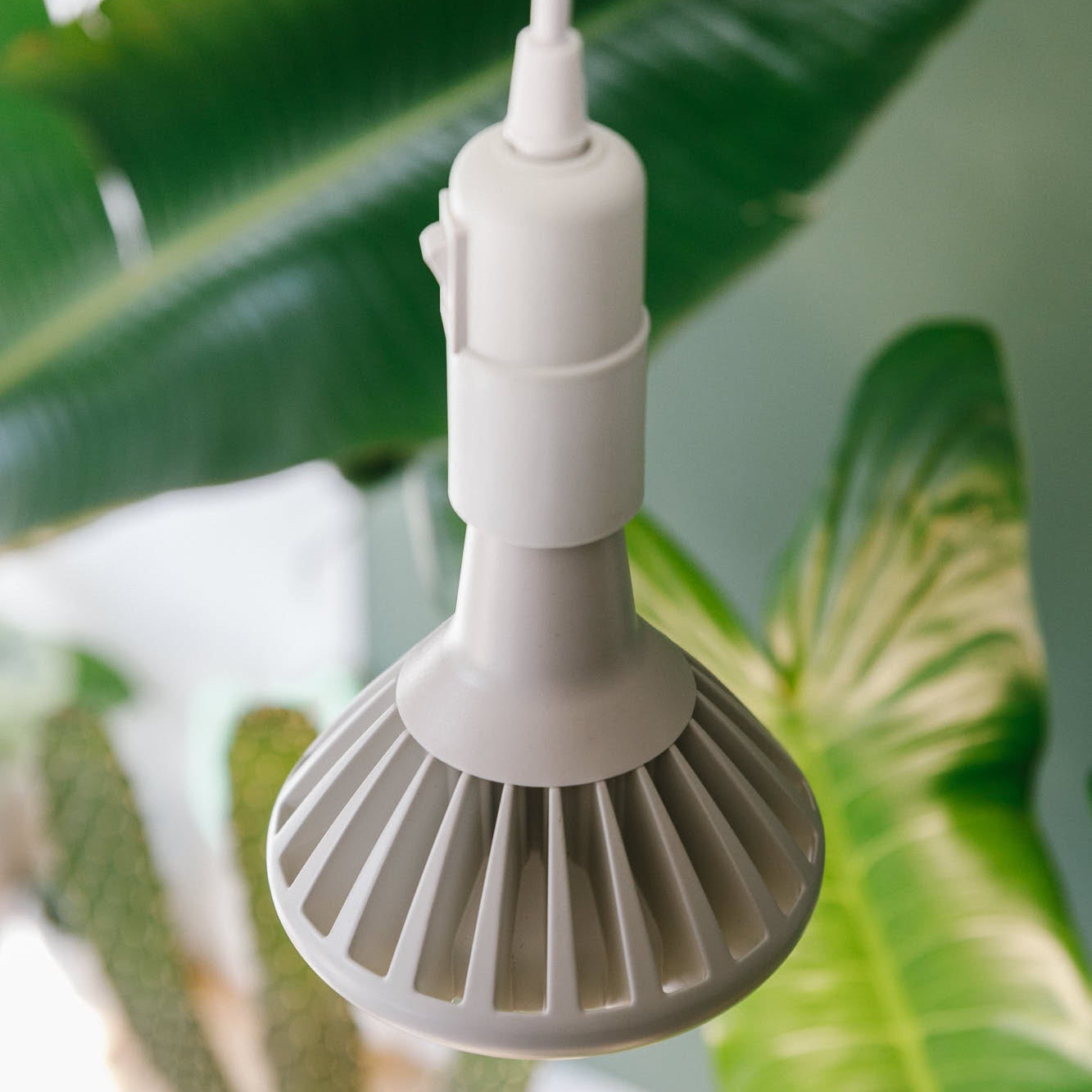 Pianta 30 and a ceiling pendant