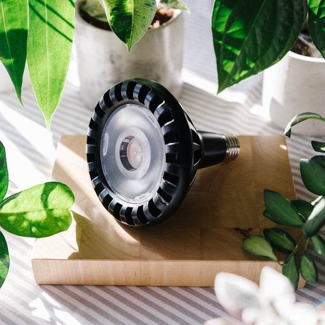 Black Pianta 30 grow light bulb