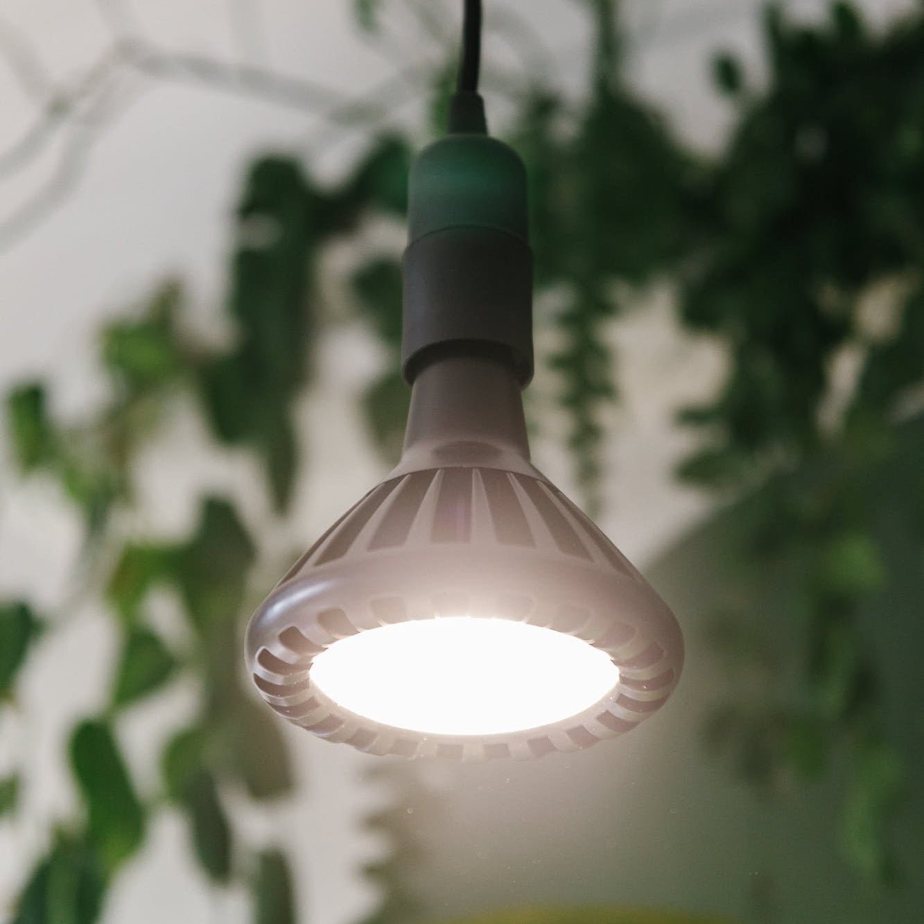 Black Pianta 30 grow light and ceiling pendant
