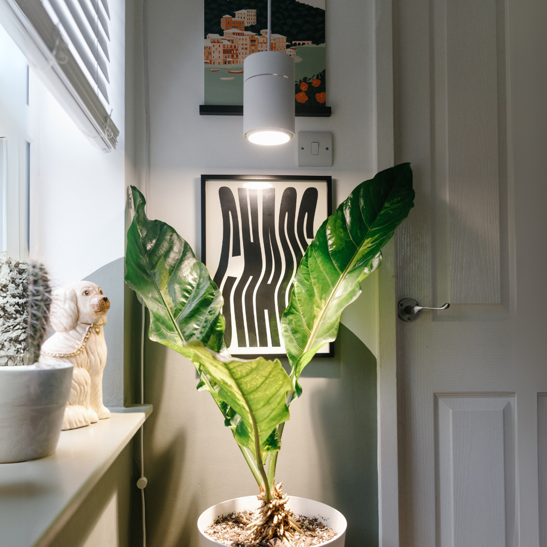 Claria LED-Pendellampe für Pflanzen