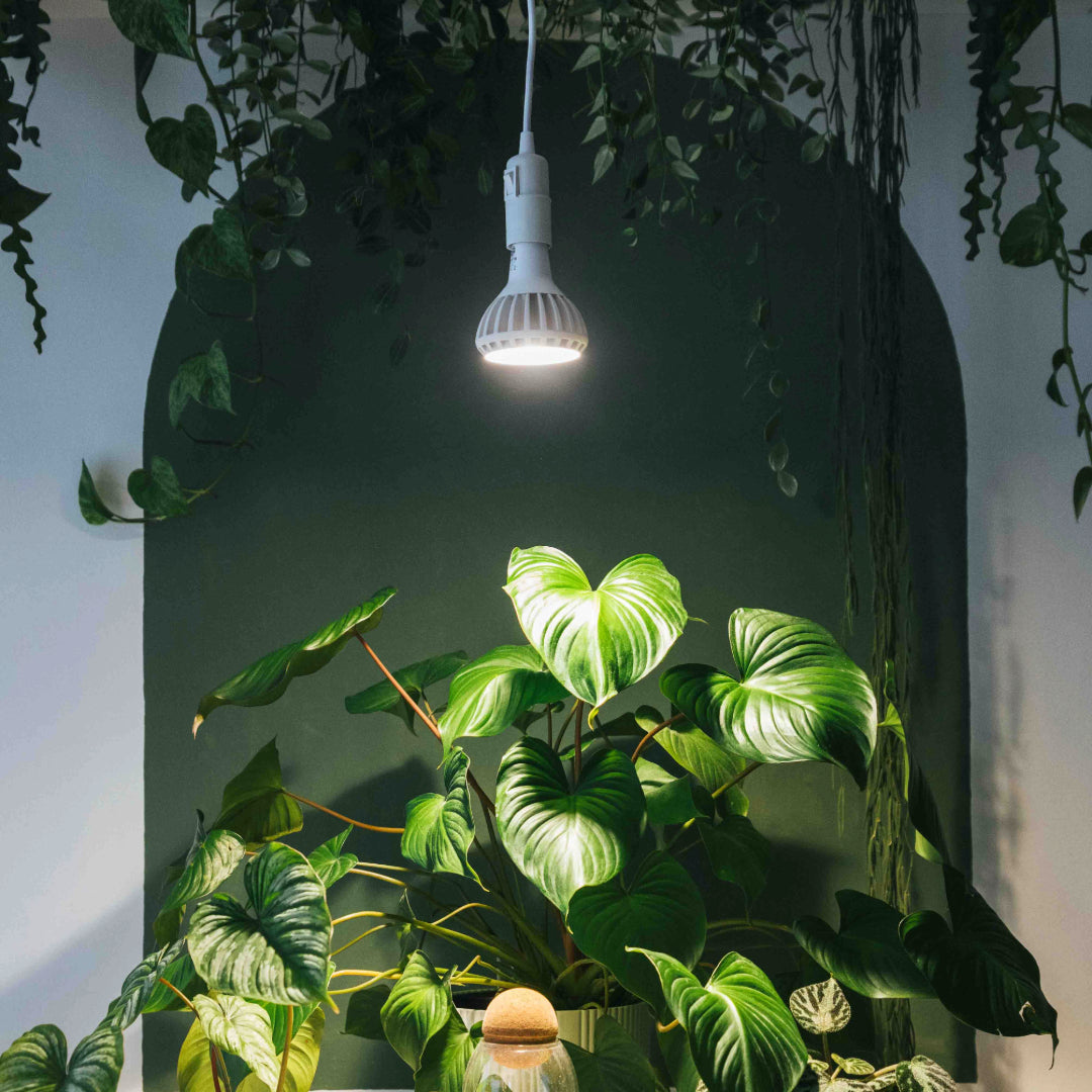Pianta_Grow_Light_Enna_CeilingPendant_Bundle_1_1080x1080px