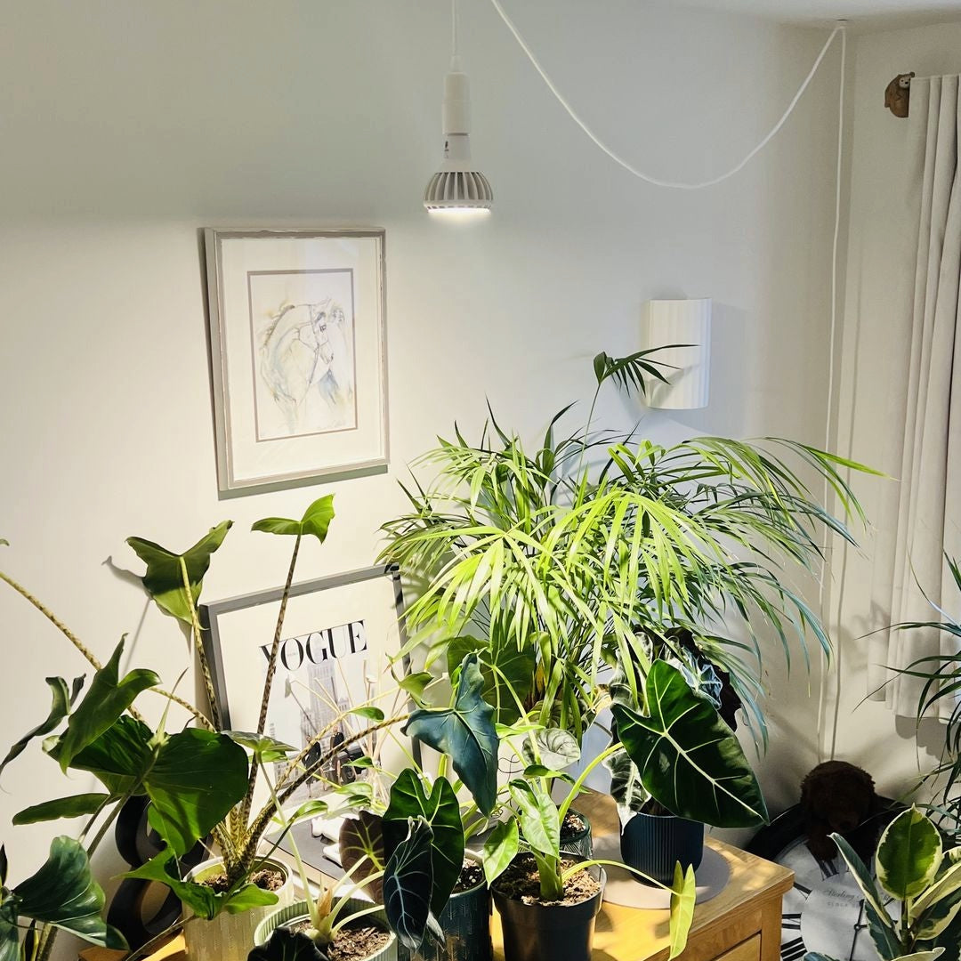 Pianta_LED_Grow_B22_6_1080x1080px