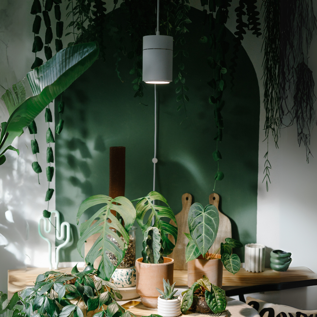 White Claria Pendant hanging above plants