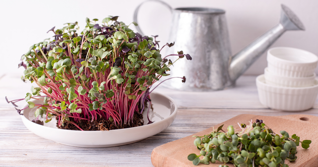 Microgreens The UKs #1 indoor grow lights