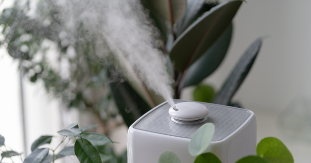 Humidity and Plants The UKs #1 indoor grow lights