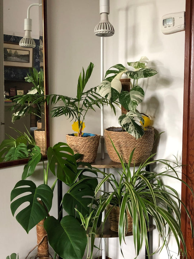 Floor Lamp Grow Lights: How to Light Large Indoor Plants Efficiently