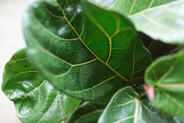 Fiddle Leaf Fig Light Requirements: The Ultimate Guide