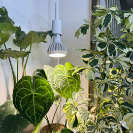 How to choose the best grow light for indoor plants