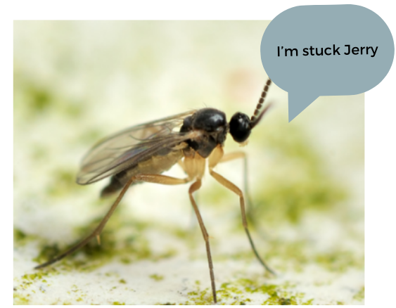 How to Get Rid of Annoying Fungus Gnats – For Good!