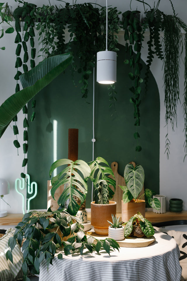 Why LED Grow Light Bulbs Are the Best Choice for Indoor Plants