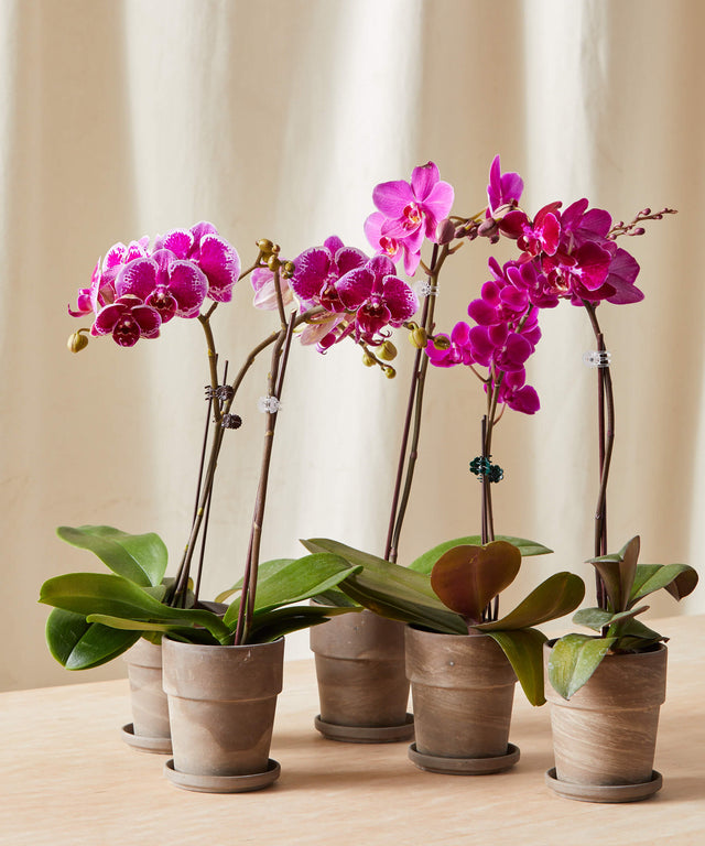 How to Use the Pianta Grow Light in Small Apartments or Tight Corners The UKs #1 indoor grow lights