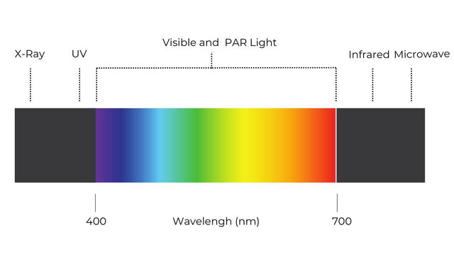 What is Photosynthetically Active Radiation (PAR)?