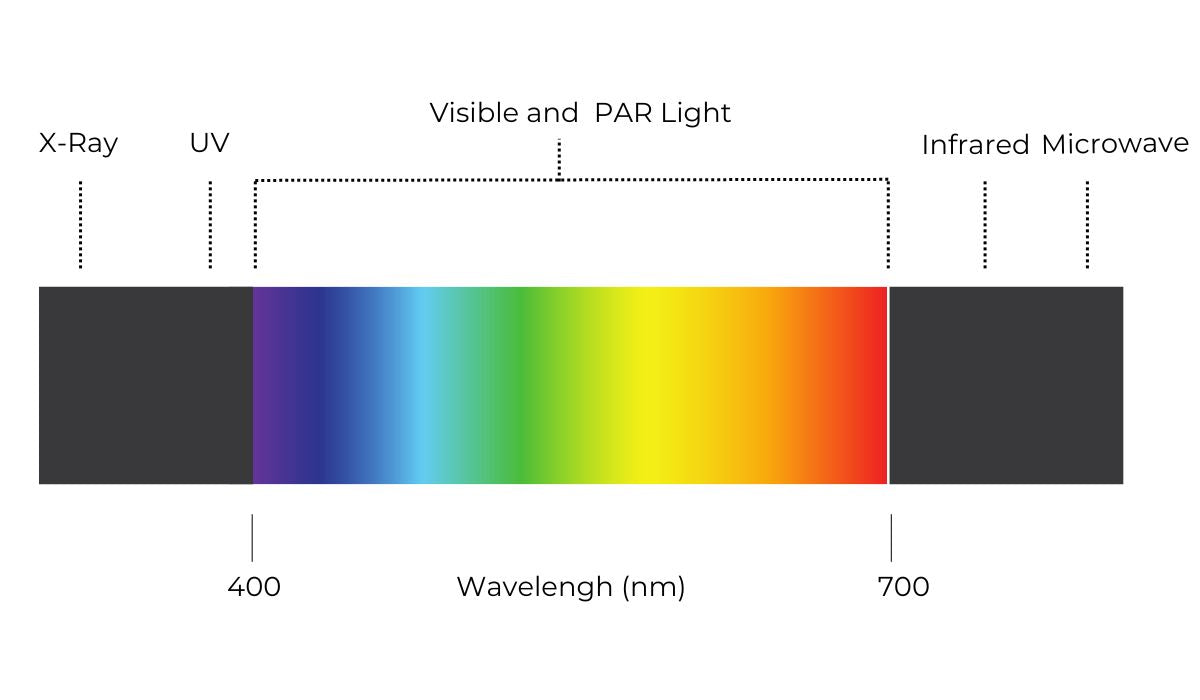 What is Photosynthetically Active Radiation (PAR)? – Grow Gang