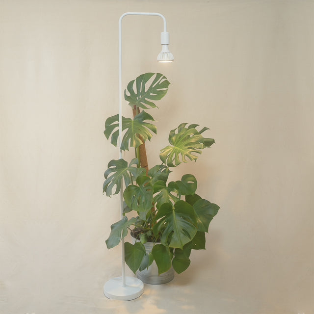 Monstera plant next to the pianta grow light in an industrial lamp stand against a black backdrop