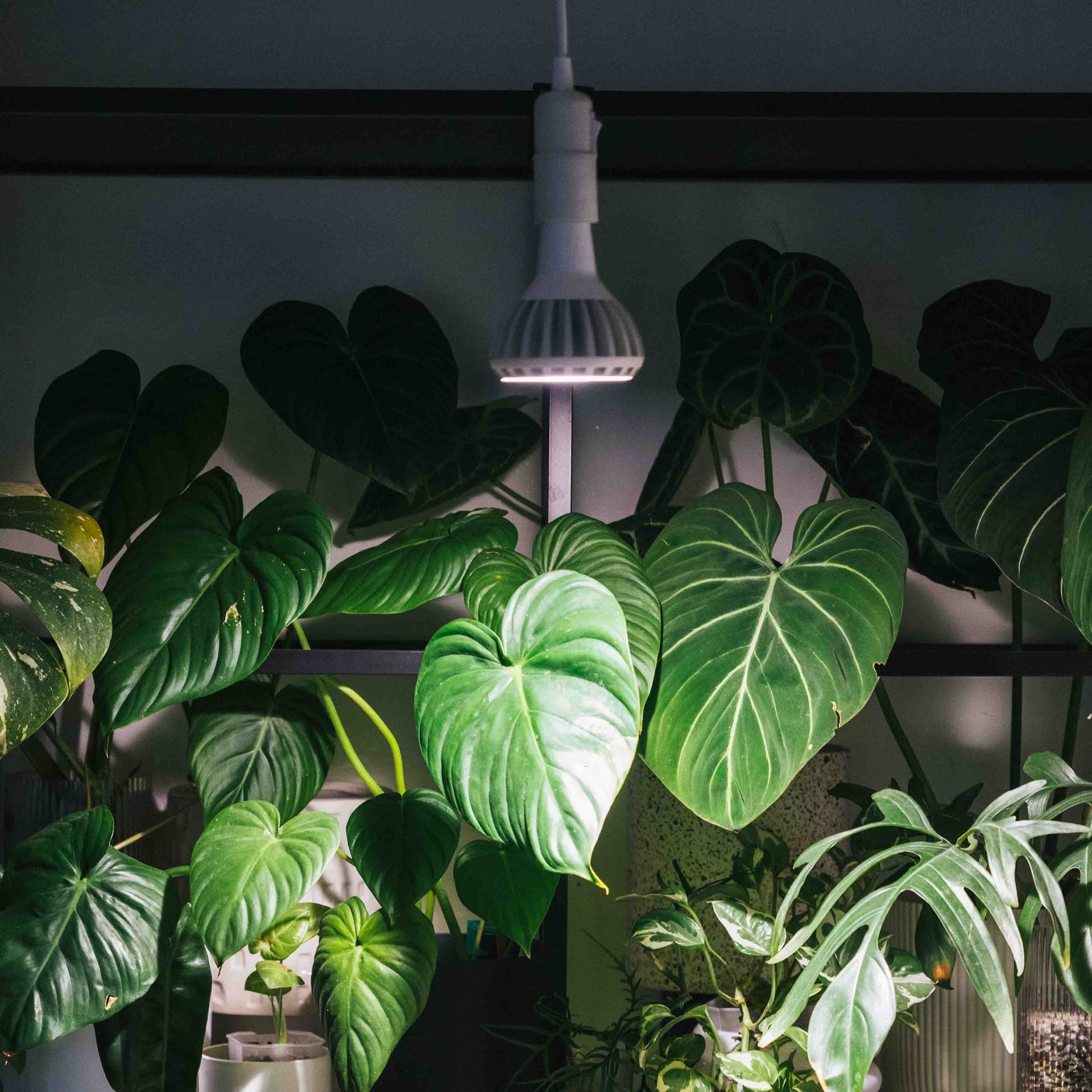 jade plant size ASSORTED JADE 4in