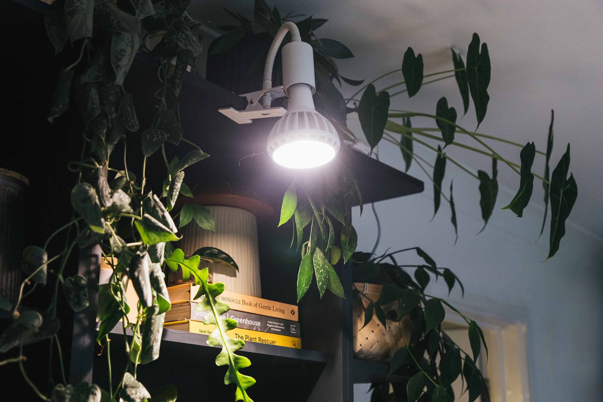 The Daily Light Integral (DLI) for growing plants  Grow Gang