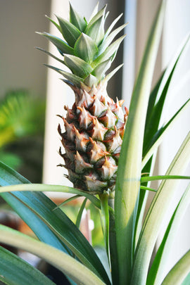 How To Grow A Pineapple Plant Indoors - Grow Gang