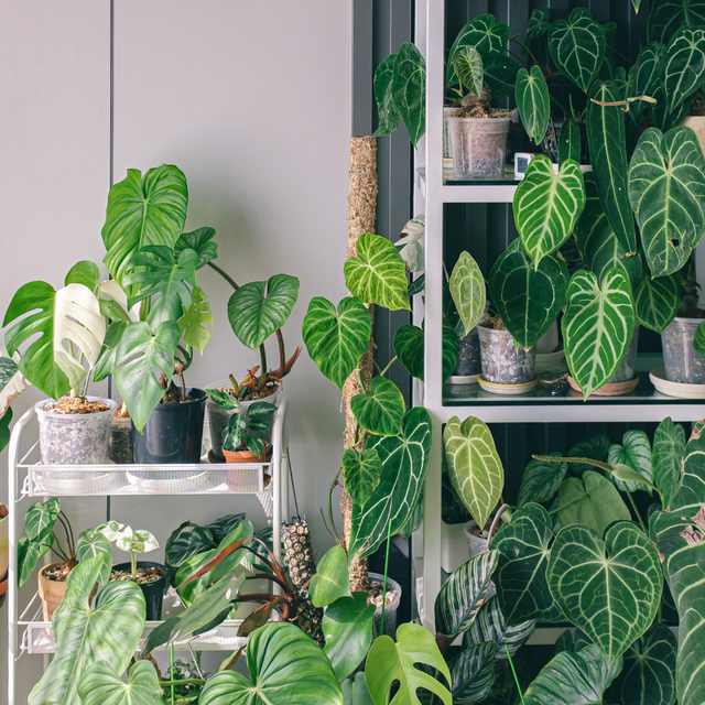 Rituals to keep your plants happy The UKs #1 indoor grow lights