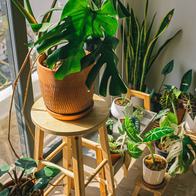 Beginner houseplants The UKs #1 indoor grow lights