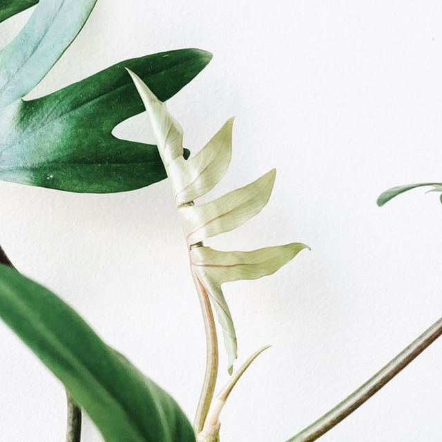 Pale Plant Leaves The UKs #1 indoor grow lights
