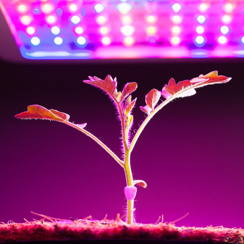 Purple Grow Lights: Good or Bad?  Grow Gang