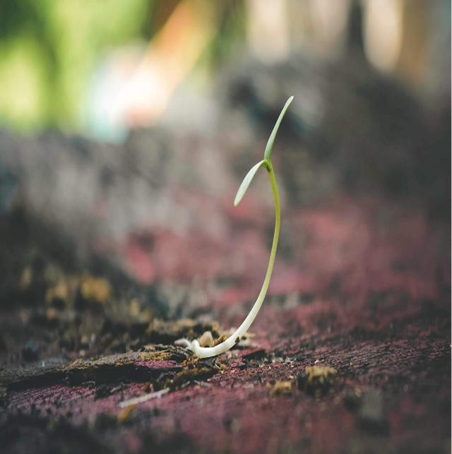 A beginner's guide to seedlings and lighting - How far should I keep my grow lights from seedlings?