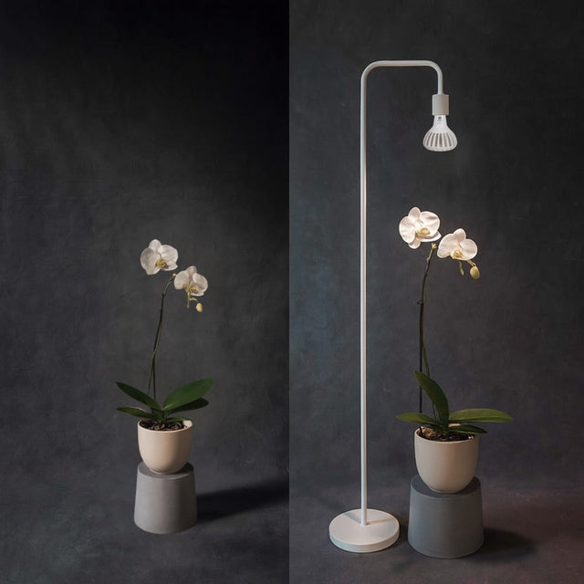 Best Grow Light for Orchids in 2025