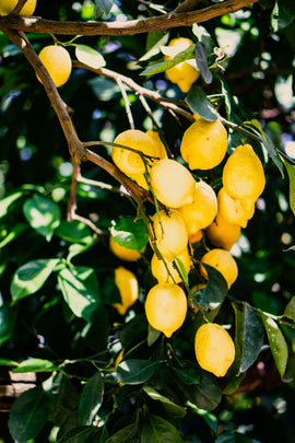 How To Grow & Care For A Lemon Tree Indoors Using A Grow Light - Grow Gang