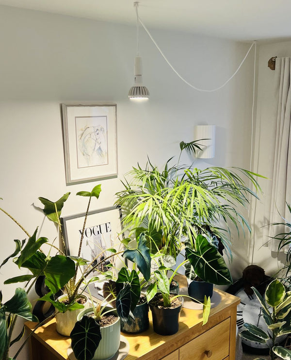 Pianta grow light suspended above plants with the Enna pendant