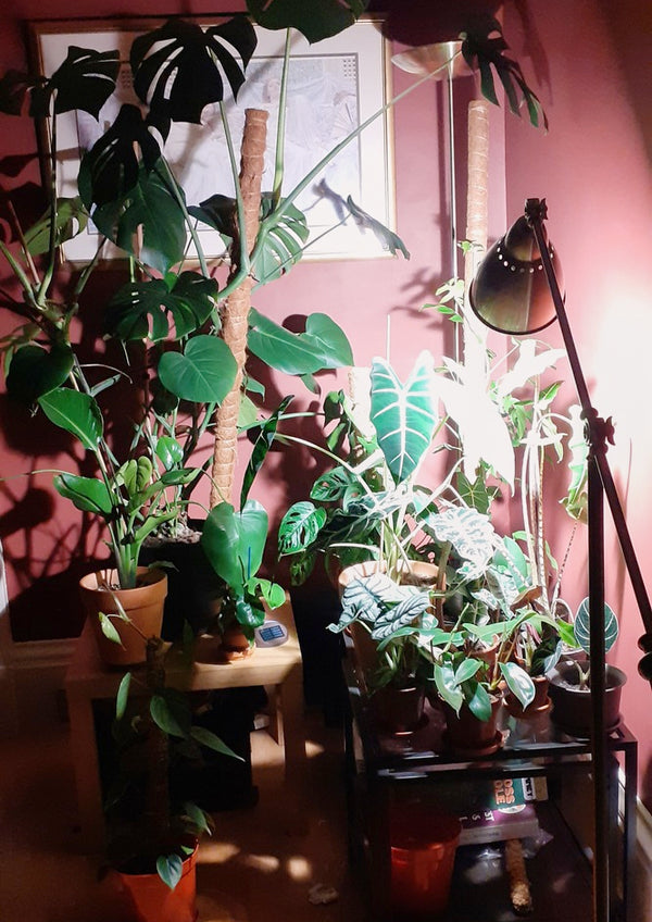 Pianta grow light in a lamp stand pointing at lots of plants
