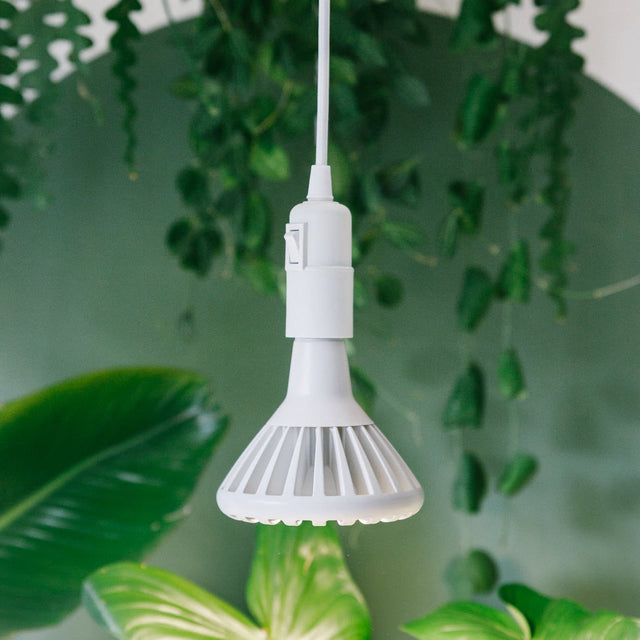 Pianta 30 Grow Light and Enna Ceiling Pendant Bundle