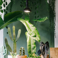 Black Pianta 30 and ceiling pendant above plants