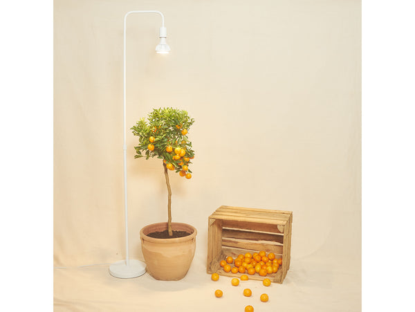 Pianta grow light set up in the floor lamp above a potted kumquat tree