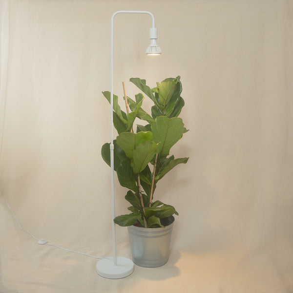 The Pianta grow light in a floor standing stand above a fiddle leaf fig