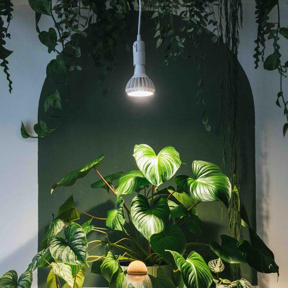 Pianta grow light in the Enna Ceiling pendant over lots of plants