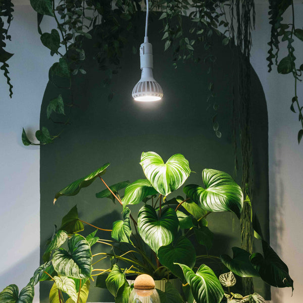 Pianta grow light with the Enna ceiling pendant above plants