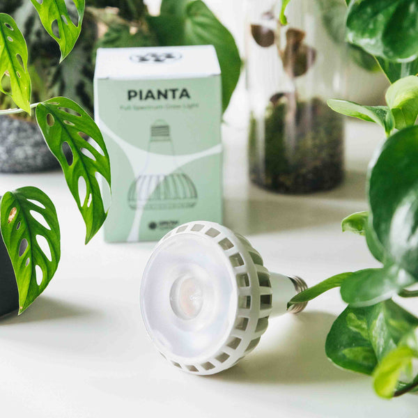 Pianta grow light with plants