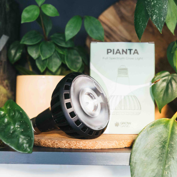 Black Pianta grow light bulb surrounded by plants