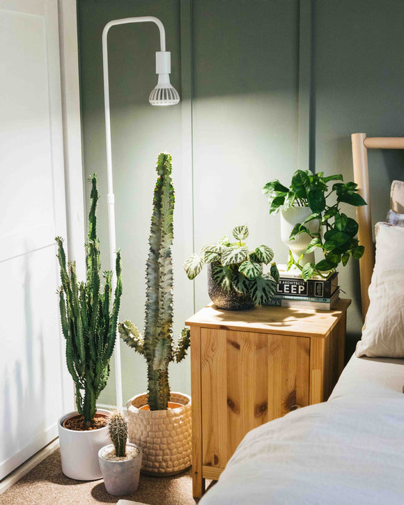 Pianta grow light and floor stand in a bedroom setting with lots of plants