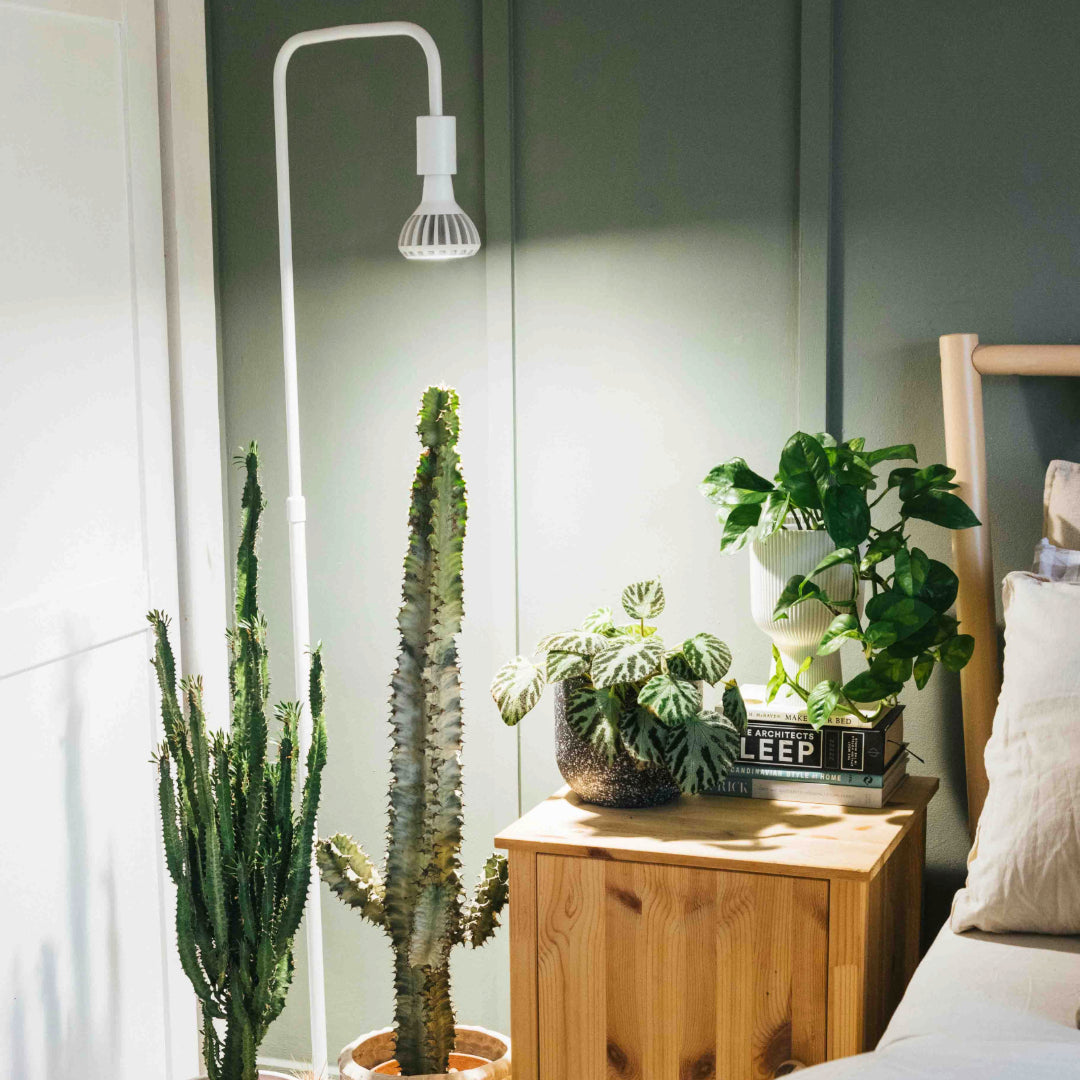 Pianta Grow Light and Adjustable Floor Lamp Bundle