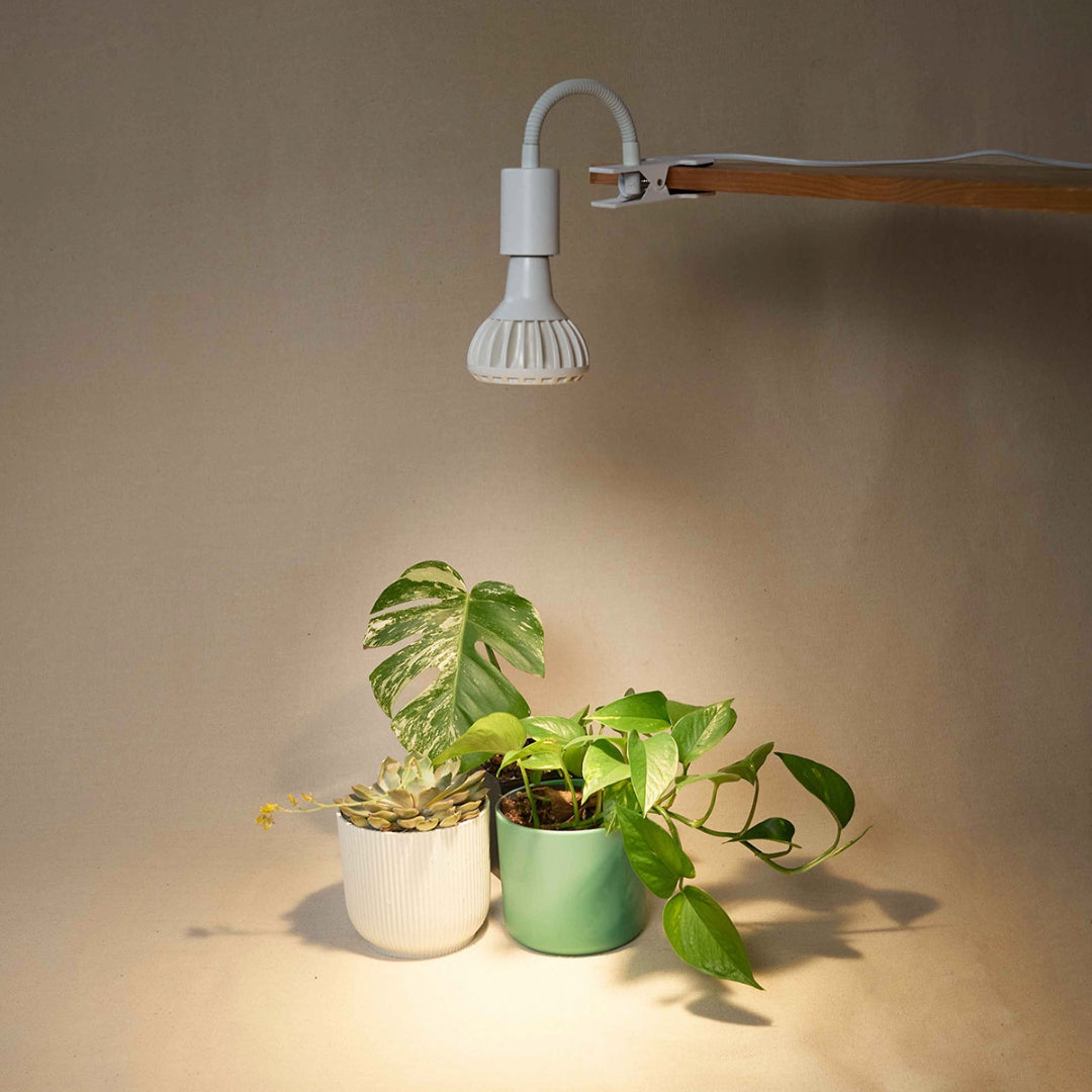 Pianta Grow Light and Stelo Clip-On Bulb Holder Bundle