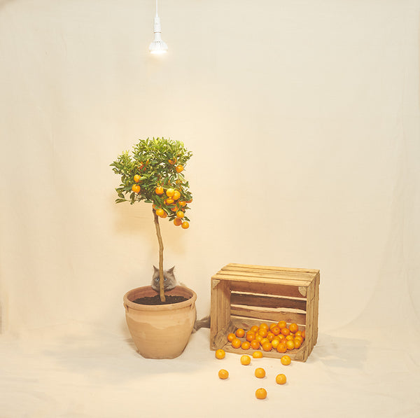The Pianta grow light bulb suspended above a kumquat tree with a cat hiding behind it