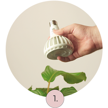 Pianta grow light