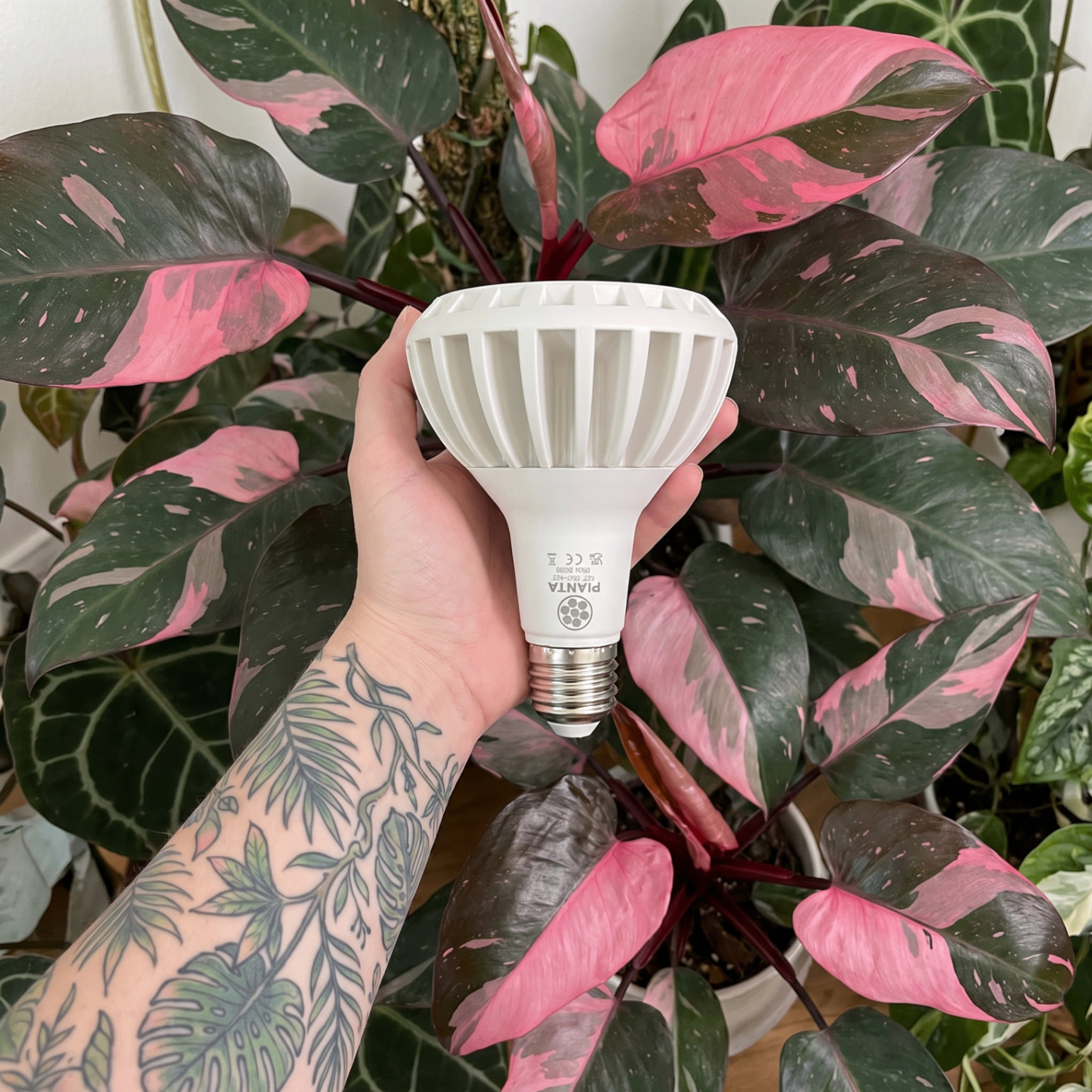 Pianta Grow Light for tissue culture plant acclimatisation